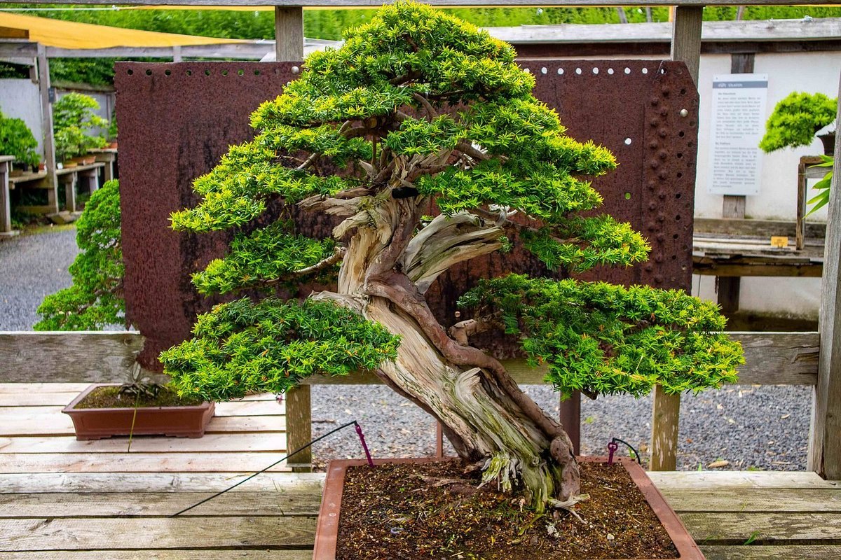 🌳 분재 박물관 (본자이-무제움 뒤셀도르프)